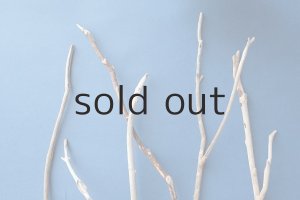 画像4: 小枝流木セット