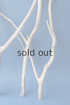 画像6: 小枝流木セット