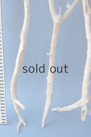 画像8: 小枝流木セット