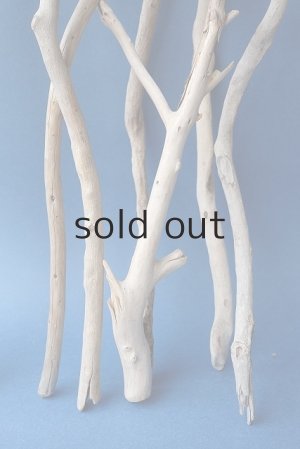 画像7: 小枝流木セット