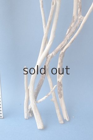 画像7: 小枝流木セット