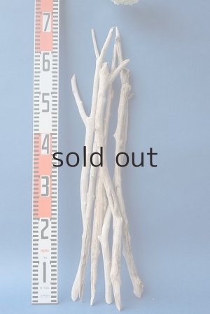 画像7: 小枝流木セット