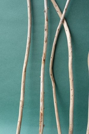 画像5: 棒流木セット