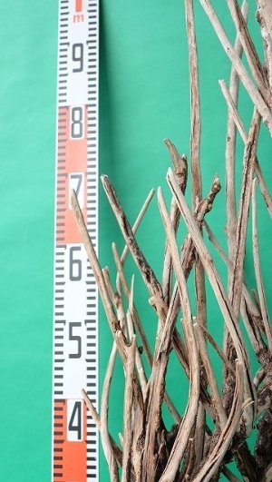 画像12: 流木根（中型）