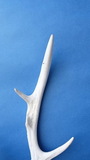 画像4: デコール用二ホンジカの角