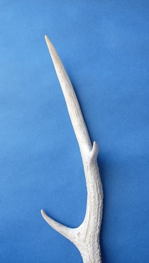 画像4: デコール用二ホンジカの角