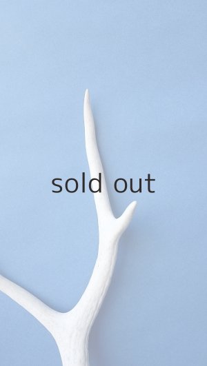 画像4: デコール用二ホンジカの角