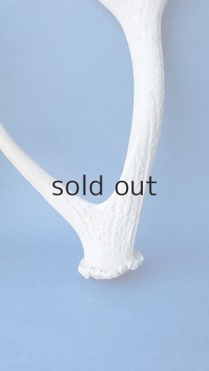 画像2: デコール用二ホンジカの角