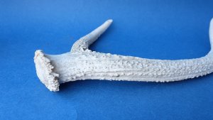 画像5: デコール用二ホンジカの角