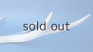 画像6: デコール用二ホンジカの角