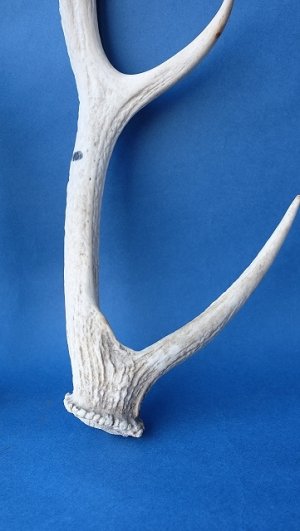 画像2: デコール用二ホンジカの角