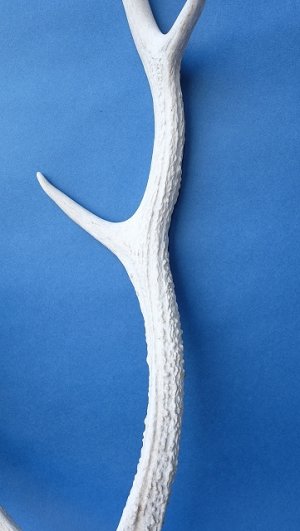 画像3: デコール用二ホンジカの角