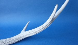 画像6: デコール用二ホンジカの角