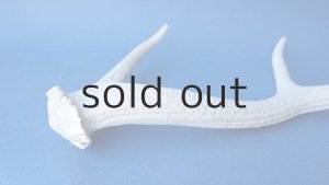 画像5: デコール用二ホンジカの角