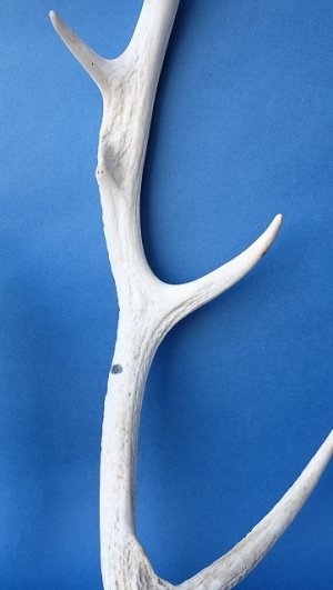 画像3: デコール用二ホンジカの角