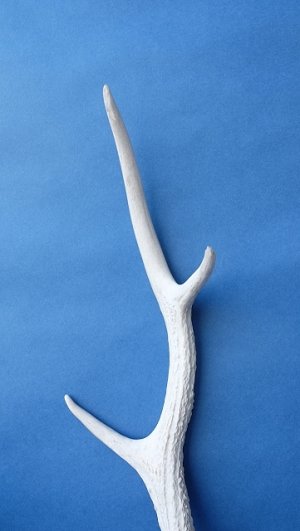 画像4: デコール用二ホンジカの角