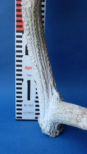 画像5: デコール用二ホンジカの角