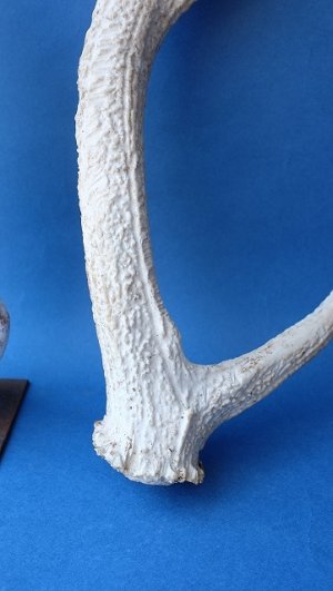 画像2: デコール用二ホンジカの角