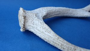 画像6: デコール用二ホンジカの角
