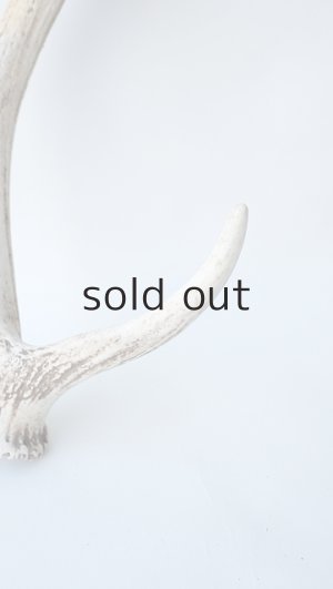 画像3: デコール用二ホンジカの角