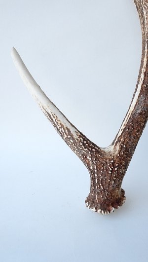 画像2: デコール用二ホンジカの角