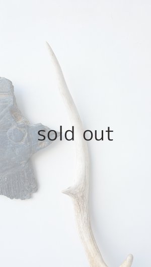 画像5: デコール用二ホンジカの角