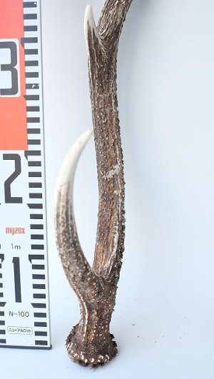 画像5: デコール用二ホンジカの角