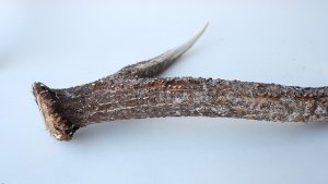 画像8: デコール用二ホンジカの角