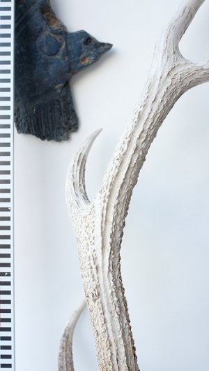 画像7: デコール用二ホンジカの角