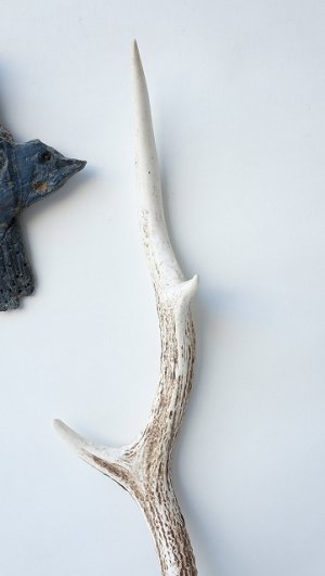 画像4: デコール用二ホンジカの角