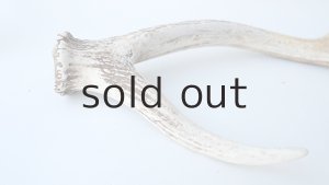 画像9: デコール用二ホンジカの角