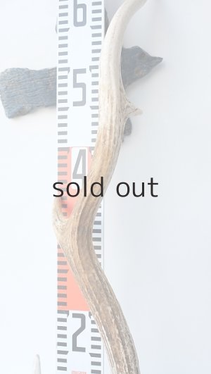 画像7: デコール用二ホンジカの角