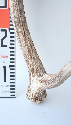 画像6: デコール用二ホンジカの角