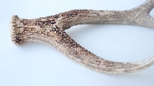 画像9: デコール用二ホンジカの角