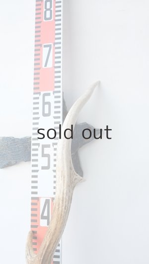 画像8: デコール用二ホンジカの角