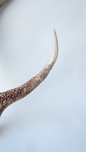 画像3: デコール用二ホンジカの角