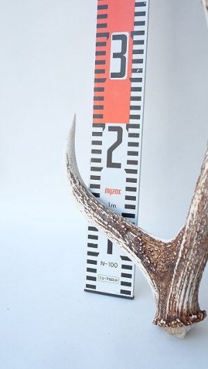 画像7: デコール用二ホンジカの角