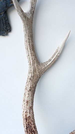 画像4: デコール用二ホンジカの角