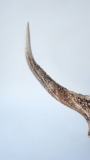 画像2: デコール用二ホンジカの角