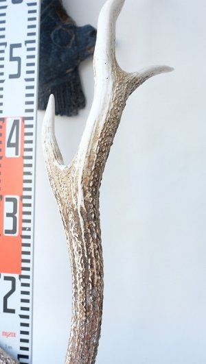 画像8: デコール用二ホンジカの角