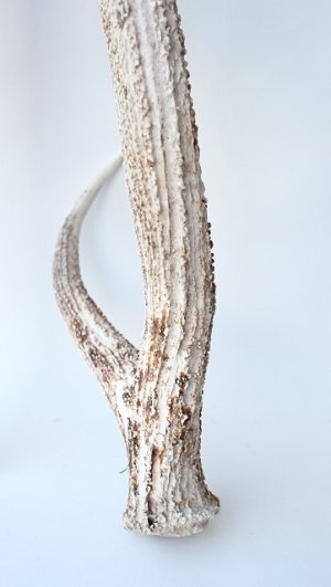 画像6: デコール用二ホンジカの角