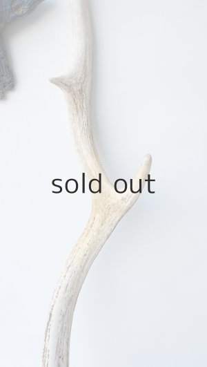 画像4: デコール用二ホンジカの角