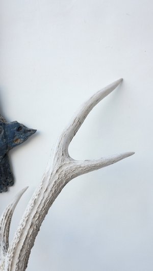 画像8: デコール用二ホンジカの角