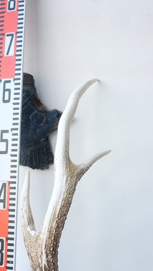 画像9: デコール用二ホンジカの角