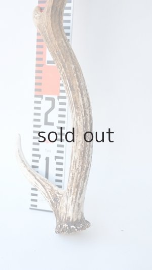 画像6: デコール用二ホンジカの角