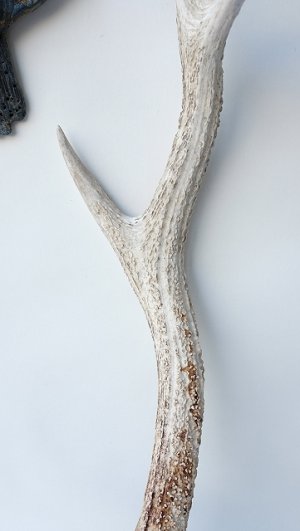 画像4: デコール用二ホンジカの角