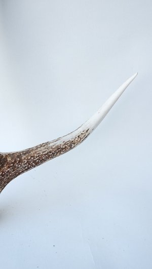 画像3: デコール用二ホンジカの角