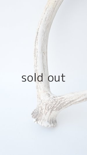 画像2: デコール用二ホンジカの角