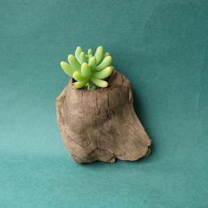 画像1: 変形流木