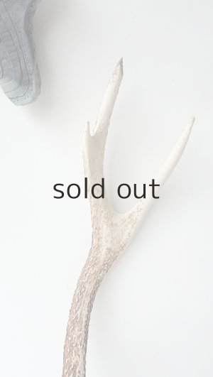 画像4: デコール用二ホンジカの角